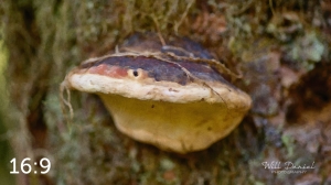 Beaver Lake Trail 127_O2