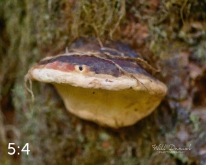 Beaver Lake Trail 127_O2