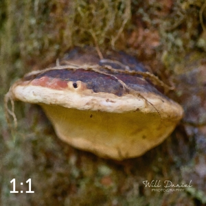 Beaver Lake Trail 127_O2