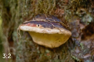 Beaver Lake Trail 127_O2