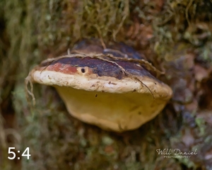 Beaver Lake Trail 127_G2