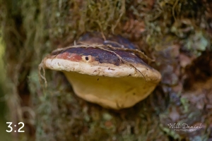Beaver Lake Trail 127_G2