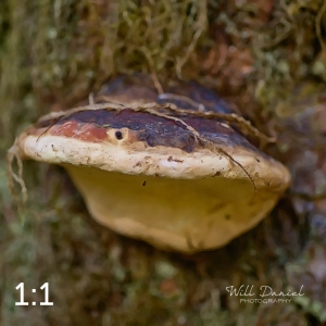 Beaver Lake Trail 127_G2