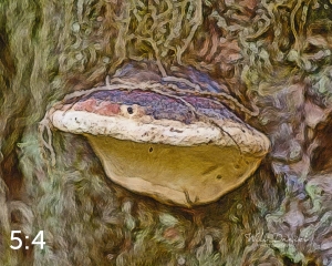 Beaver Lake Trail 127_IZ