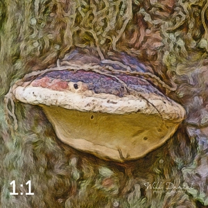 Beaver Lake Trail 127_IZ