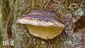 Beaver Lake Trail 127_IZ