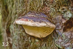 Beaver Lake Trail 127_IZ