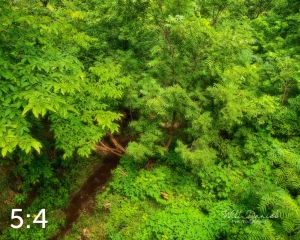 Oak Creek Trail 58861 N1