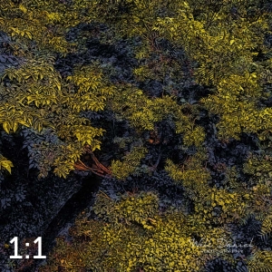 Oak Creek Trail 58861 ID celestial