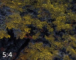 Oak Creek Trail 58861 ID celestial