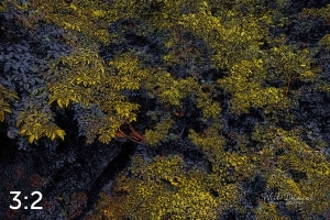 Oak Creek Trail 58861 ID celestial