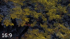 Oak Creek Trail 58861 ID celestial