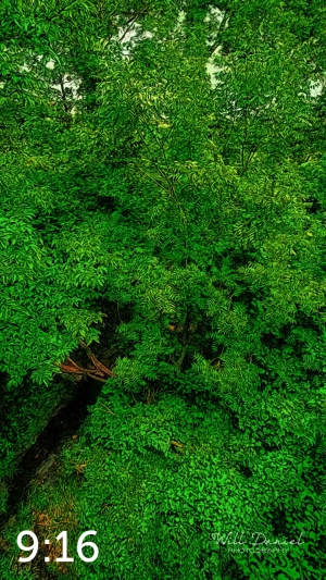 Oak Creek Trail 58857 ID techna