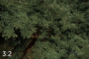 Oak Creek Trail 58857 ID elixer