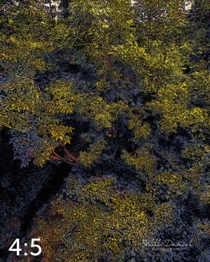 Oak Creek Trail 58857 ID celestial