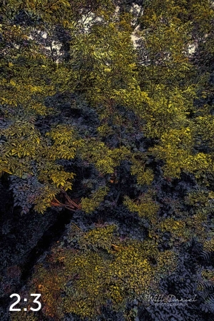 Oak Creek Trail 58857 ID celestial