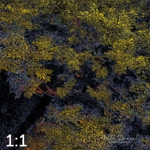 Oak Creek Trail 58857 ID celestial