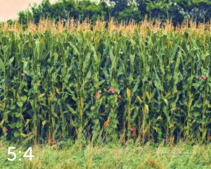 Oak Creek Trail 59117 H2 powder