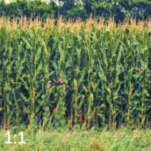 Oak Creek Trail 59117 H2 powder