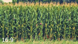 Oak Creek Trail 59117 H2 powder