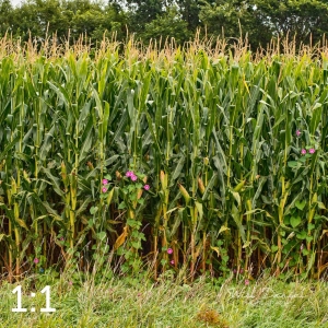 Oak Creek Trail 59117