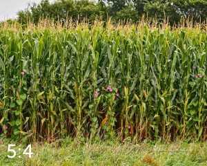 Oak Creek Trail 59117