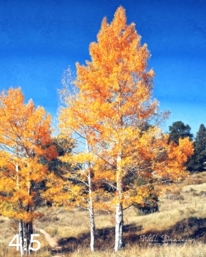 Rocky Mountain National Park 510304-O4fulton