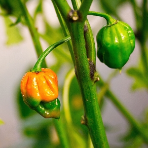 Butch T Scorpion Chilli