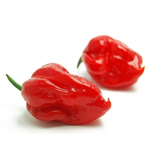 Butch T Scorpion Chilli