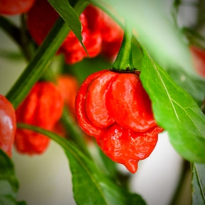 Butch T Scorpion Chilli