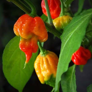 Butch T Scorpion Chilli