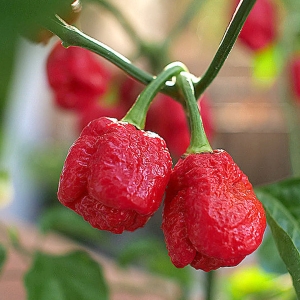 Armageddon Chilli