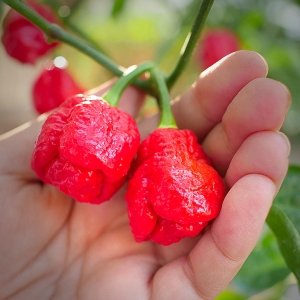 Armageddon Chilli