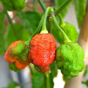 Armageddon Chilli