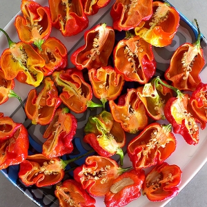 Armageddon Chilli